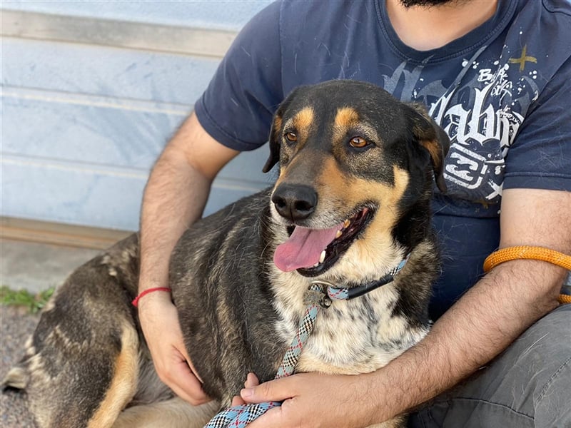 Juanita - Hündin in Spanien