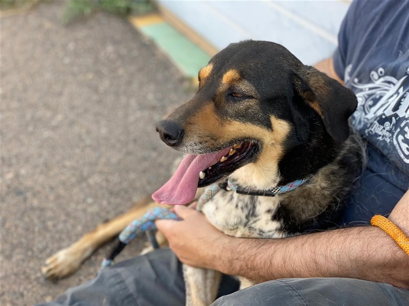 Juanita - Hündin in Spanien