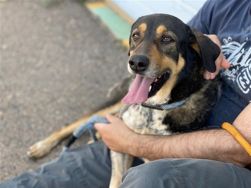 Juanita - Hündin in Spanien