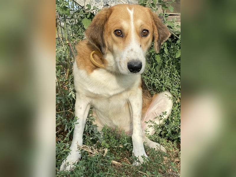 Katja, geb. ca. 12/2019, lebt in GRIECHENLAND, im städt. Tierheim Serres