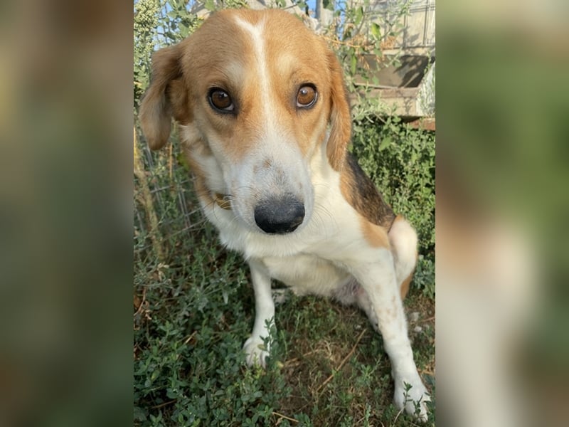 Katja, geb. ca. 12/2019, lebt in GRIECHENLAND, im städt. Tierheim Serres