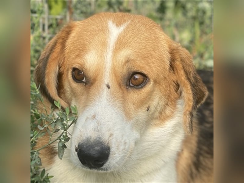 Katja, geb. ca. 12/2019, lebt in GRIECHENLAND, im städt. Tierheim Serres