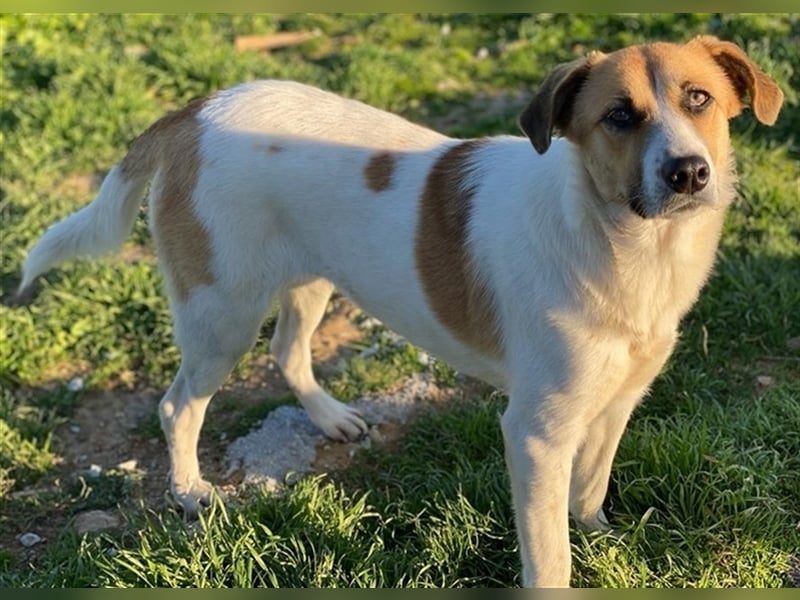 Victoria-Lea, geb. ca. 01/2021, lebt in GRIECHENLAND, auf einem Gelände, auf dem die Hunde notdürft