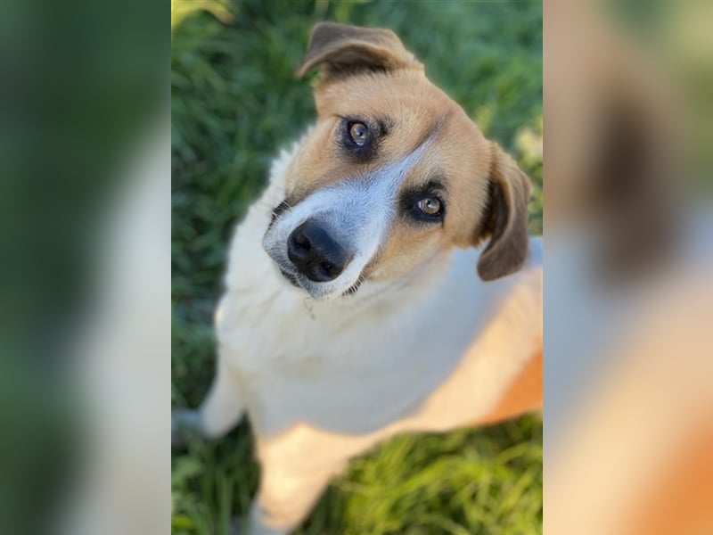 Victoria-Lea, geb. ca. 01/2021, lebt in GRIECHENLAND, auf einem Gelände, auf dem die Hunde notdürft