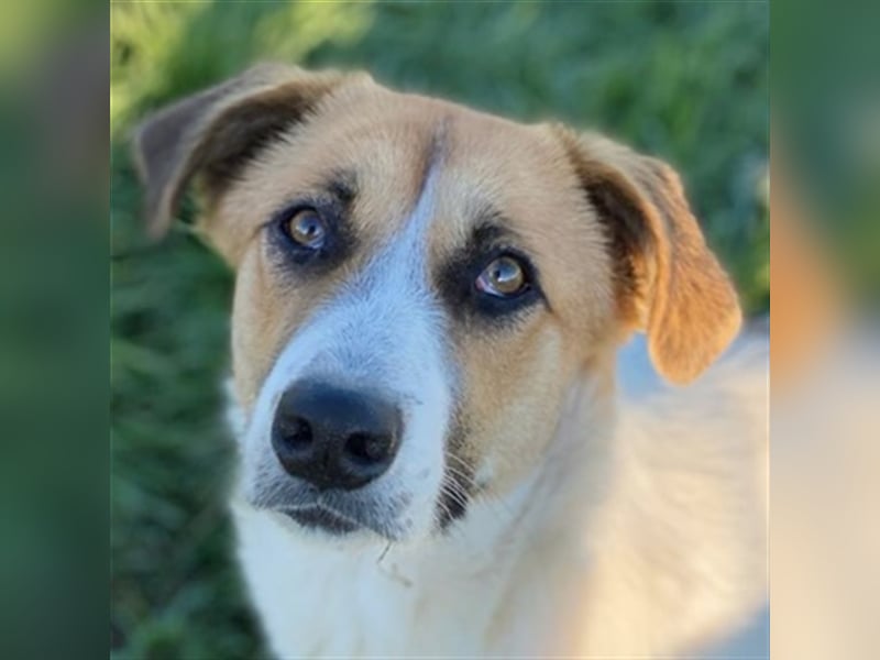 Victoria-Lea, geb. ca. 01/2021, lebt in GRIECHENLAND, auf einem Gelände, auf dem die Hunde notdürft
