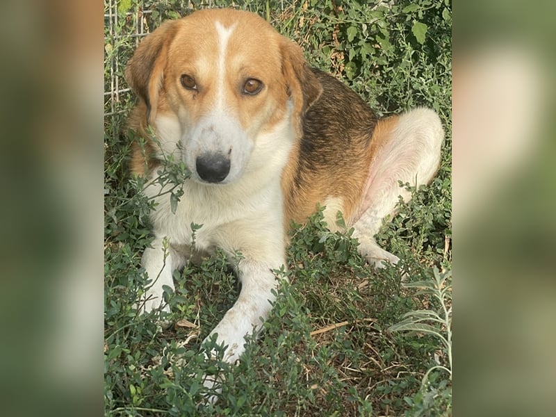 Katja, geb. ca. 12/2019, lebt in GRIECHENLAND, im städt. Tierheim Serres