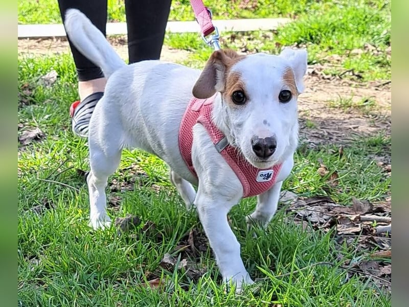 Sunny, fröhliches Hundemädchen sucht Familienanschluss