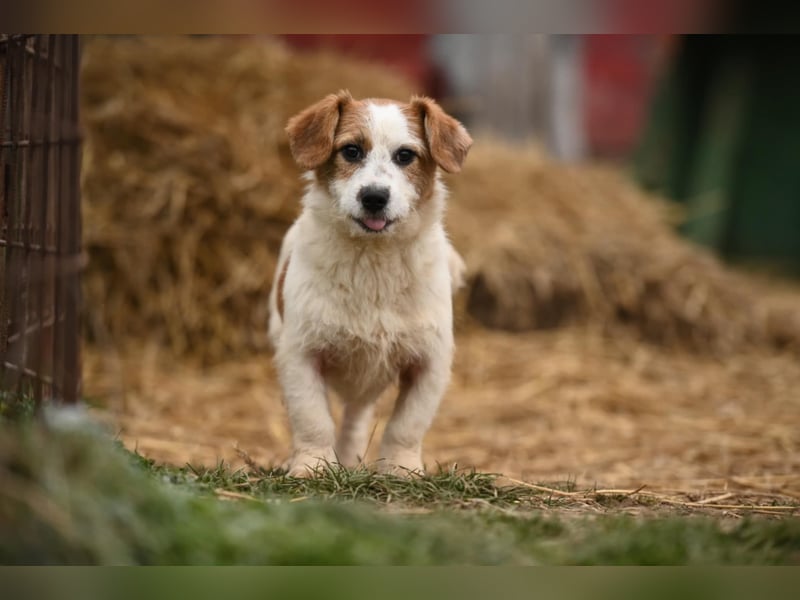 Tiffany, kleines Hundemädchen sucht eine Familie