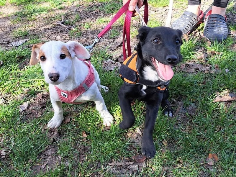 Sunny, fröhliches Hundemädchen sucht Familienanschluss