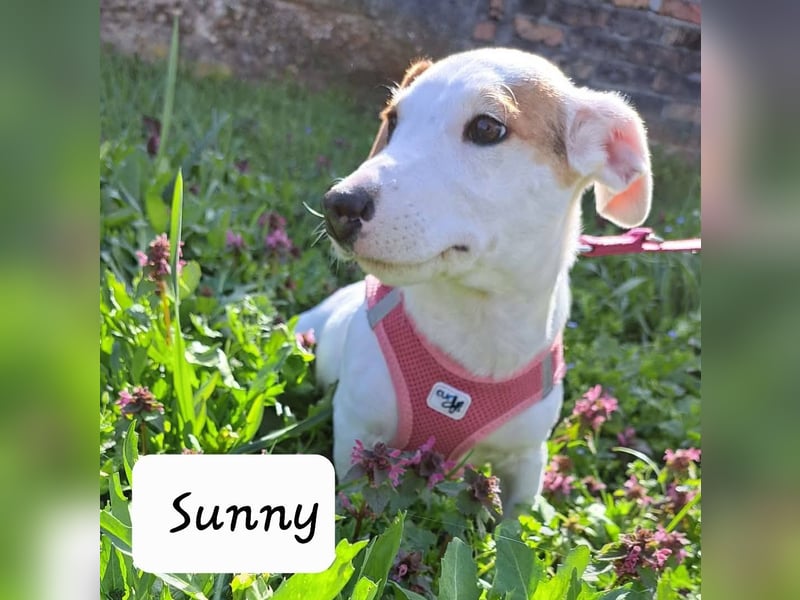 Sunny, fröhliches Hundemädchen sucht Familienanschluss