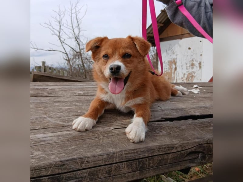 Shelby, kleines Hundemädchen sucht ein Zuhause