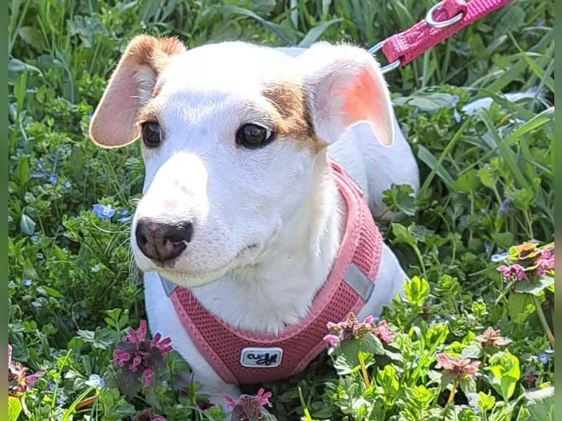 Sunny, fröhliches Hundemädchen sucht Familienanschluss