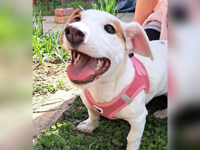 Sunny, fröhliches Hundemädchen sucht Familienanschluss