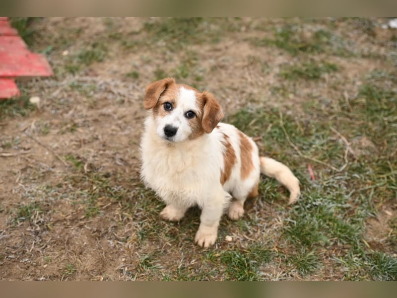 Tiffany, kleines Hundemädchen sucht eine Familie