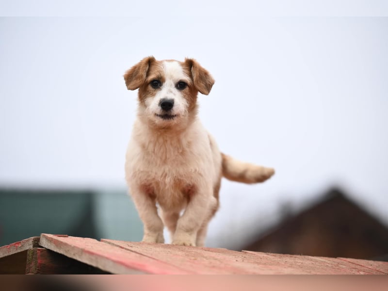 Tiffany, kleines Hundemädchen sucht eine Familie