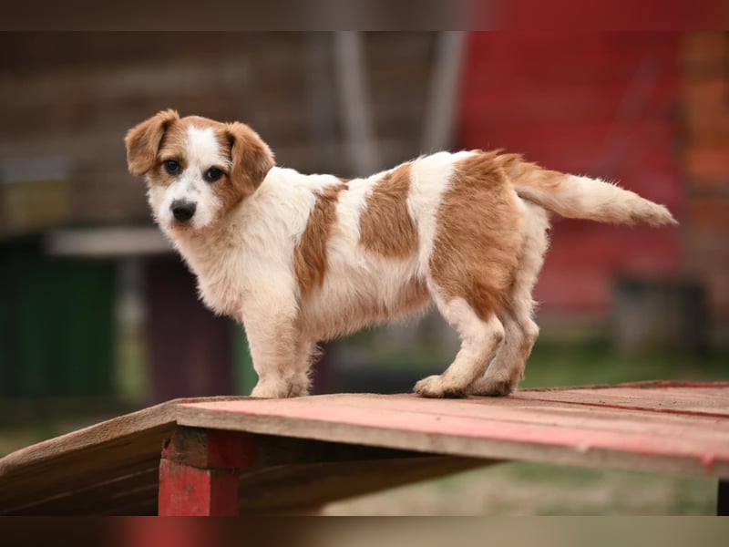 Tiffany, kleines Hundemädchen sucht eine Familie