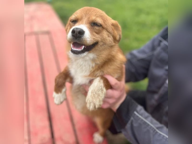 Shelby, kleines Hundemädchen sucht ein Zuhause