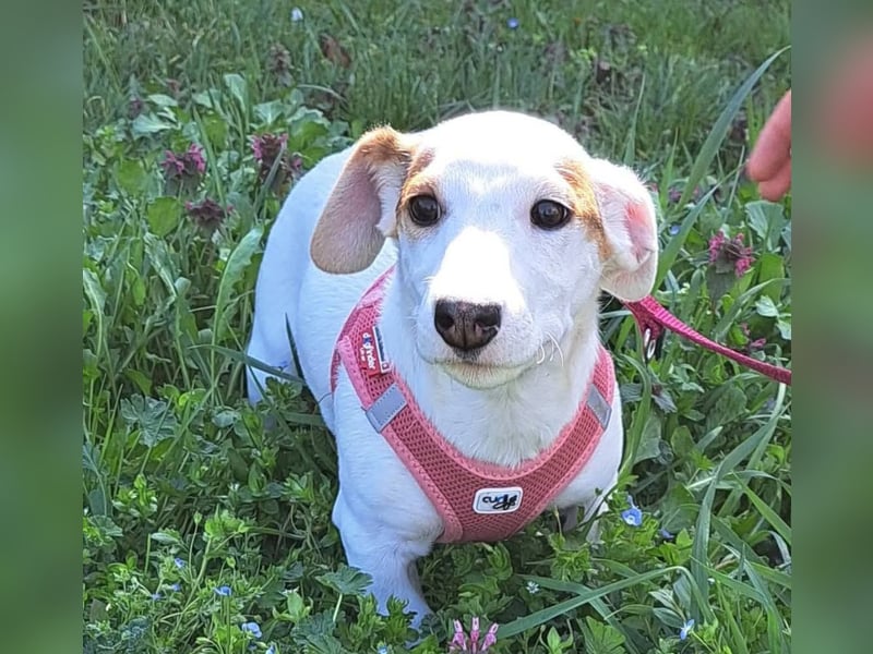 Sunny, fröhliches Hundemädchen sucht Familienanschluss
