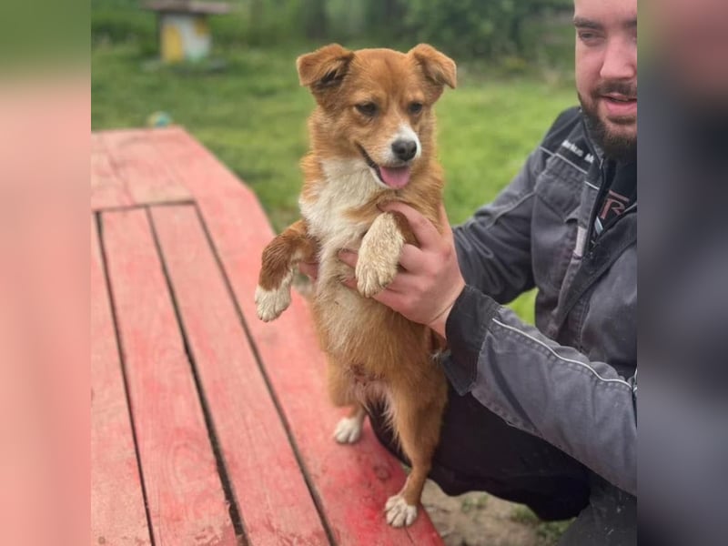 Shelby, kleines Hundemädchen sucht ein Zuhause
