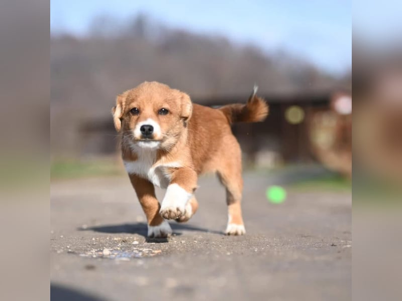 Shelby, kleines Hundemädchen sucht ein Zuhause