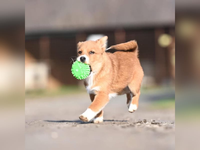 Shelby, kleines Hundemädchen sucht ein Zuhause