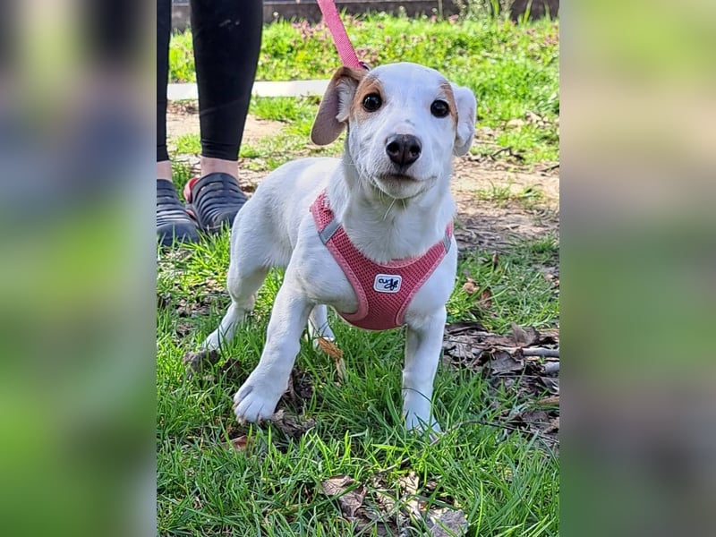 Sunny, fröhliches Hundemädchen sucht Familienanschluss