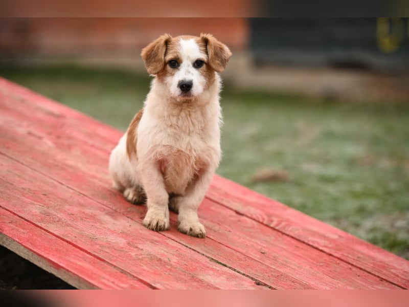 Tiffany, kleines Hundemädchen sucht eine Familie