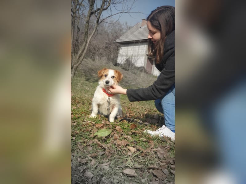 Tiffany, kleines Hundemädchen sucht eine Familie