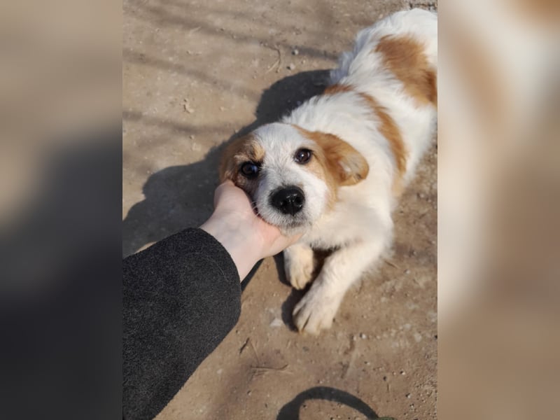Tiffany, kleines Hundemädchen sucht eine Familie