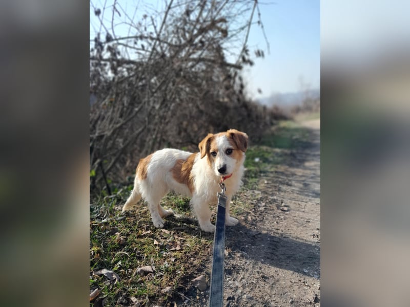 Tiffany, kleines Hundemädchen sucht eine Familie