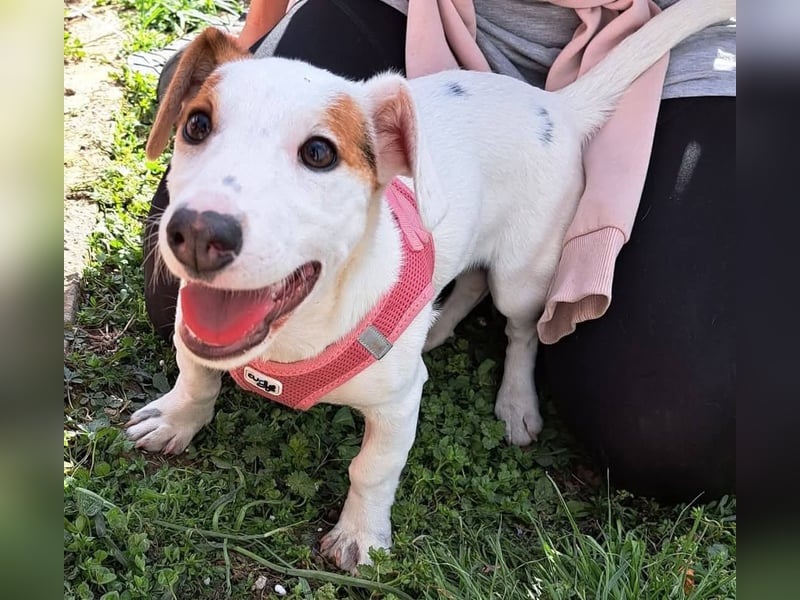 Sunny, fröhliches Hundemädchen sucht Familienanschluss