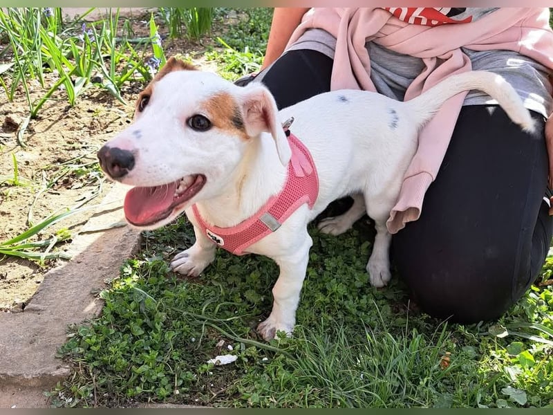 Sunny, fröhliches Hundemädchen sucht Familienanschluss