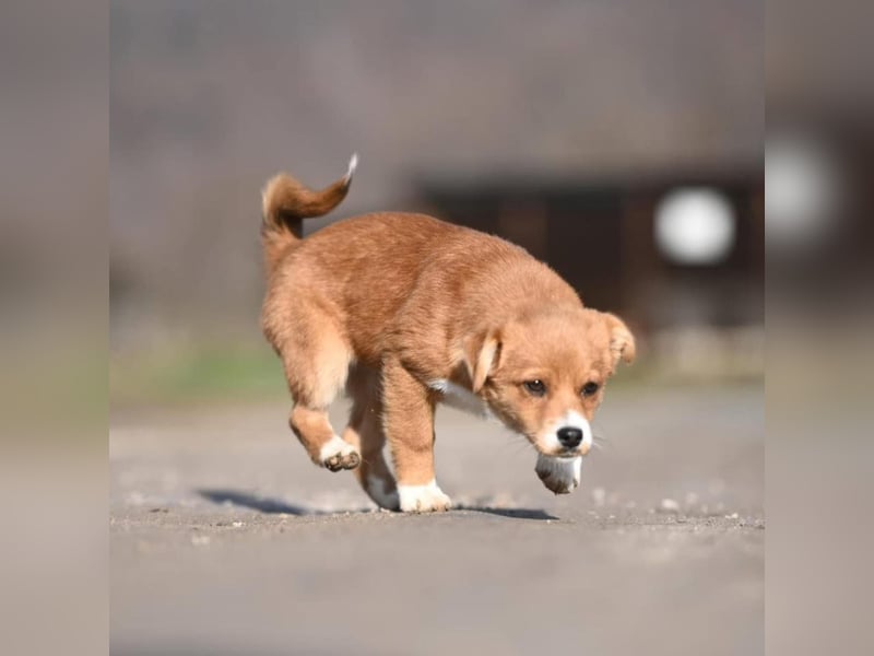 Shelby, kleines Hundemädchen sucht ein Zuhause