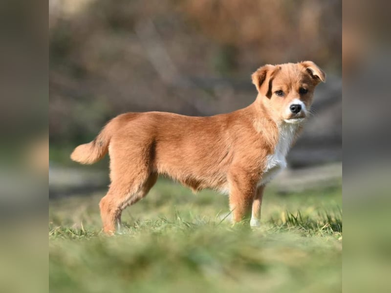 Shelby, kleines Hundemädchen sucht ein Zuhause