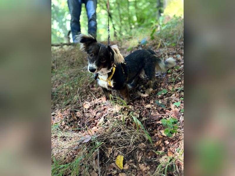 Hazel - auf PS in 53797 Lohmar - freundliche, verschmuste kleine Hündin