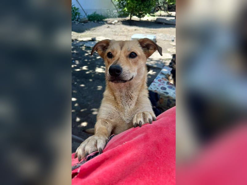 Sanfte Martha sucht ihr Zuhause