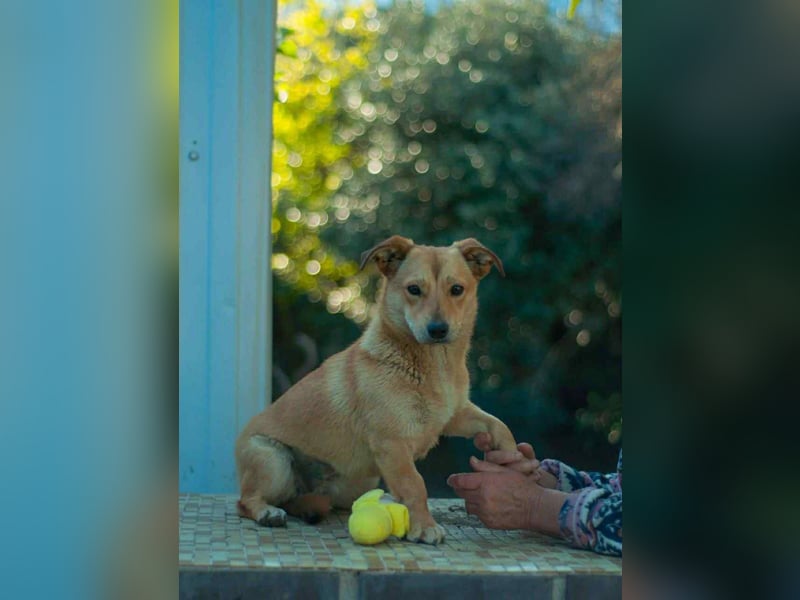 Sanfte Martha sucht ihr Zuhause