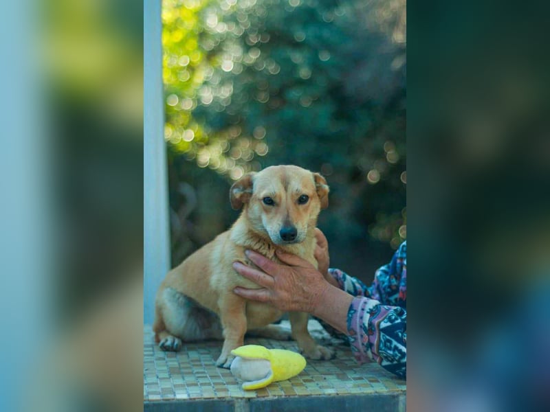 Sanfte Martha sucht ihr Zuhause
