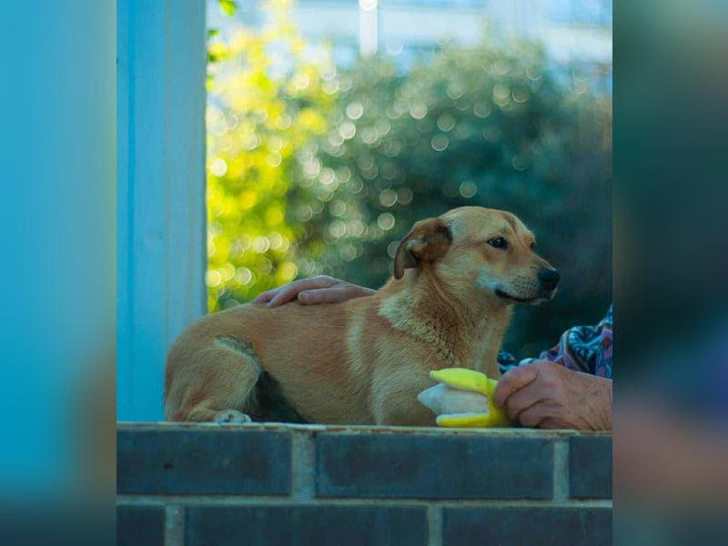 Sanfte Martha sucht ihr Zuhause