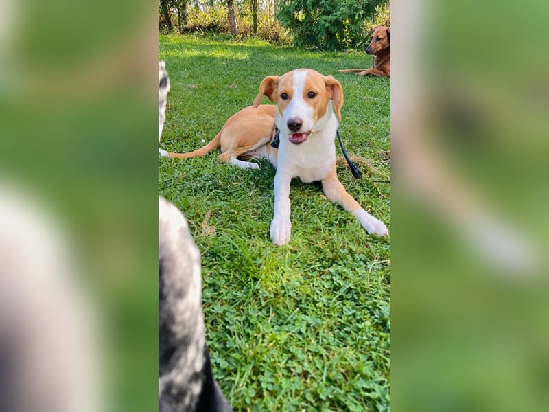 DARIA sucht ein Zuhause