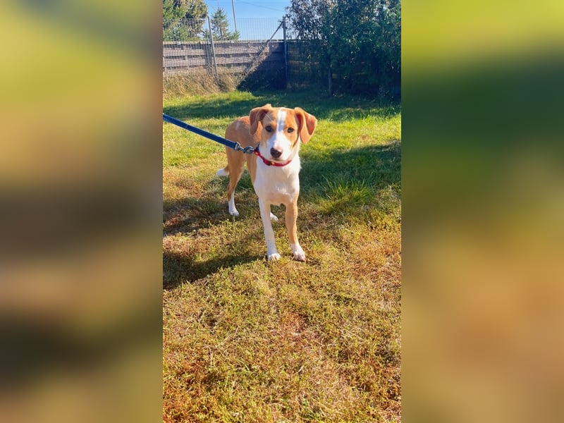 DARIA sucht ein Zuhause