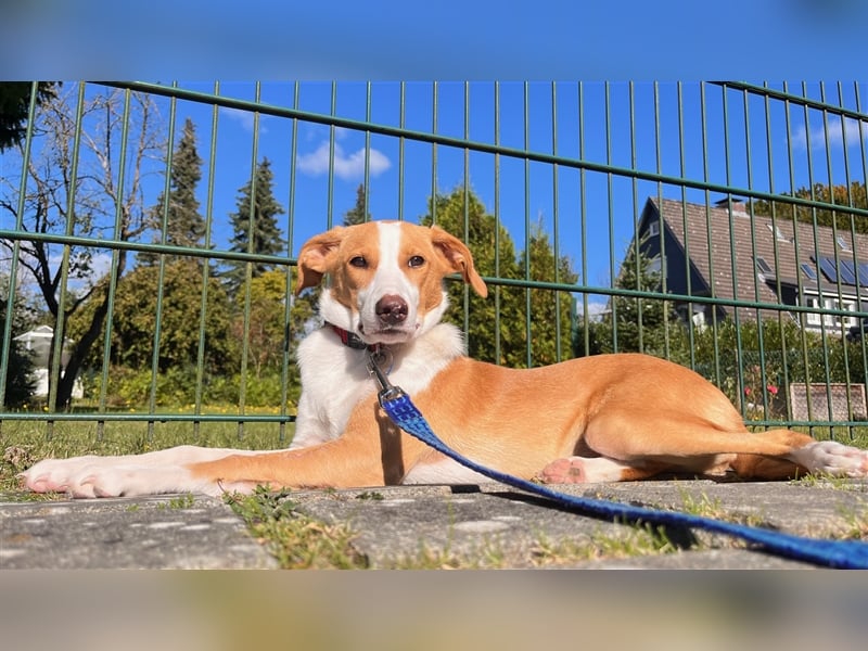 DARIA sucht ein Zuhause