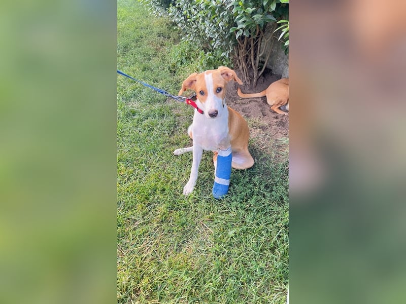 DARIA sucht ein Zuhause