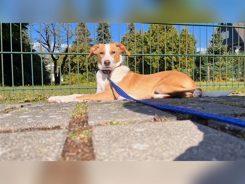 DARIA sucht ein Zuhause