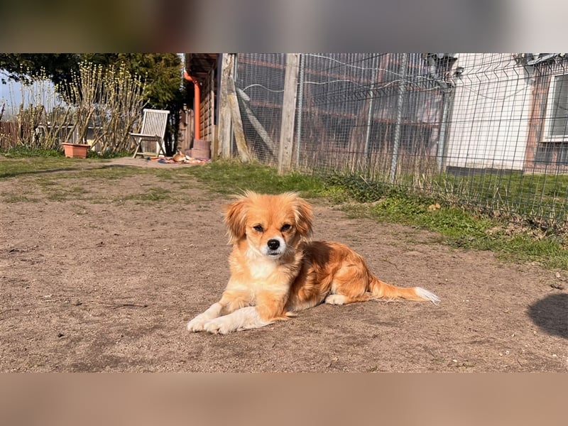 ANNIE SUE sucht ein Zuhause
