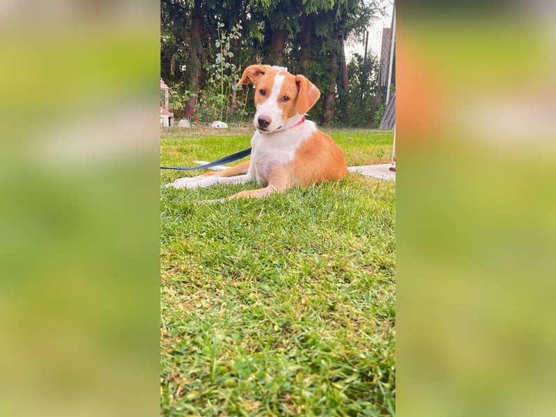 DARIA sucht ein Zuhause