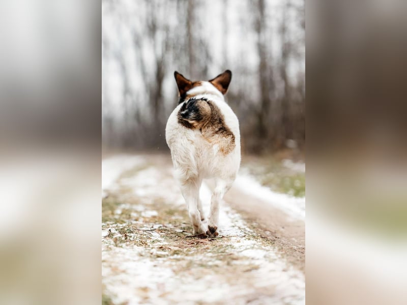 Liebevolles Zuhause für Agatha gesucht