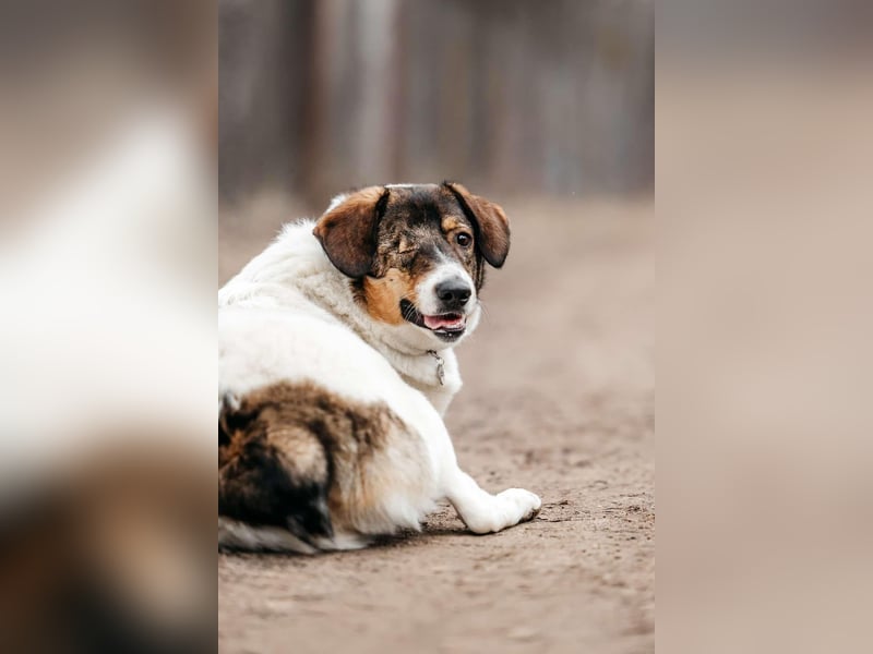 Liebevolles Zuhause für Agatha gesucht
