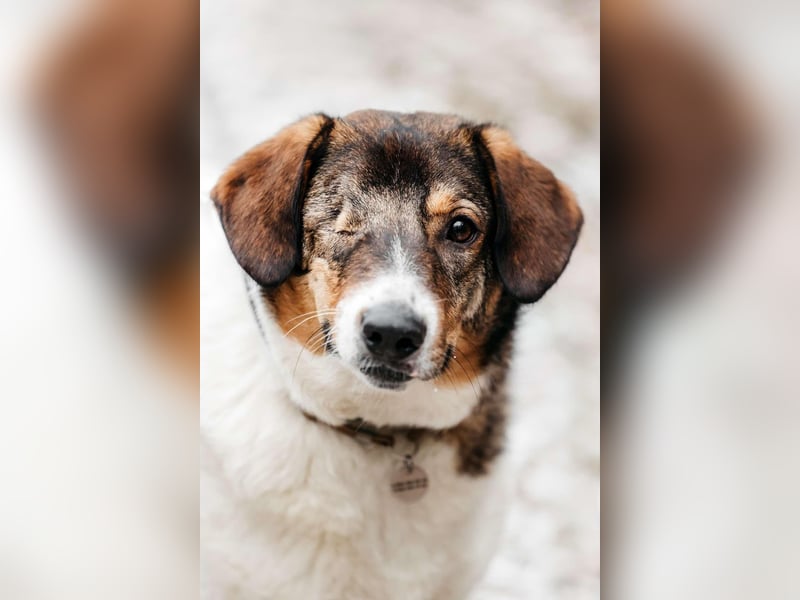 Liebevolles Zuhause für Agatha gesucht