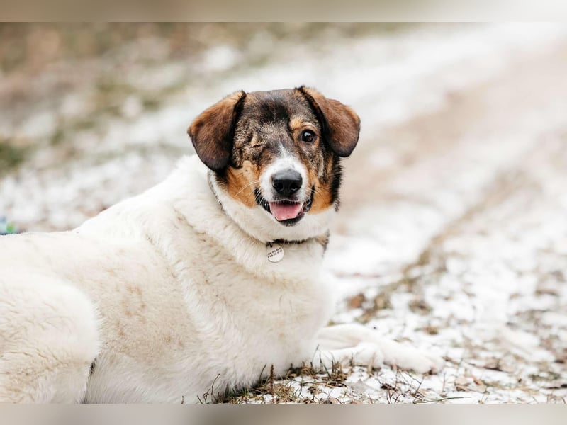 Liebevolles Zuhause für Agatha gesucht